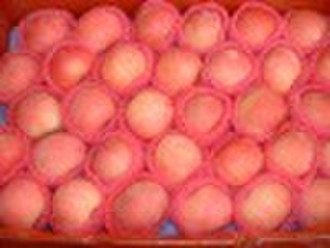 red fuji apple