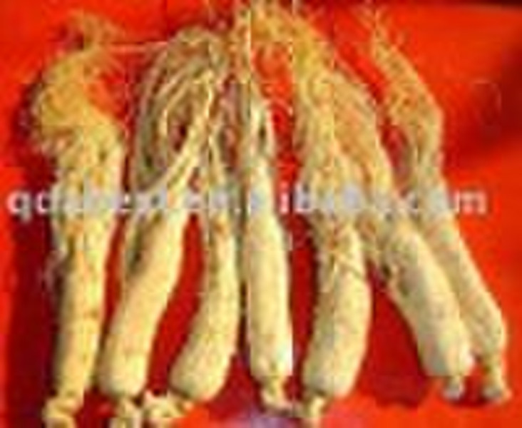 Panax  Ginseng