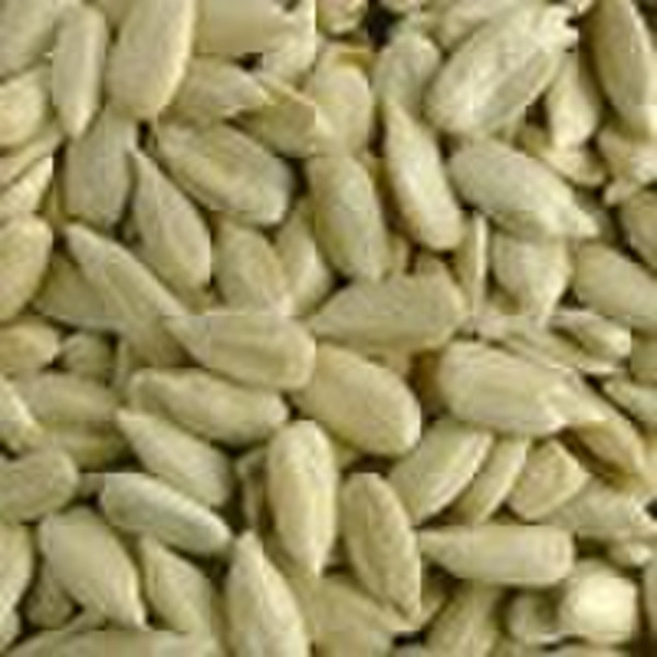 American sunflower seeds kernel