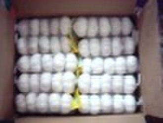 Fresh pure white garlic