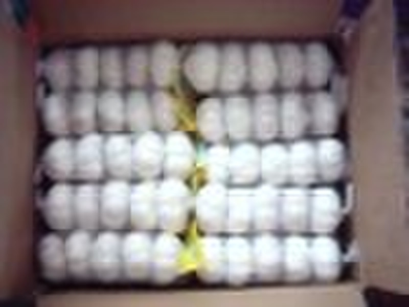 Fresh pure white garlic