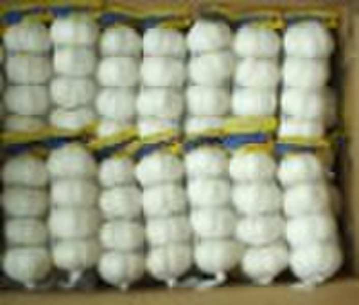 Fresh pure white garlic