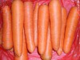 Fresh chinese carrot