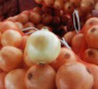 Fresh Yellow Onion