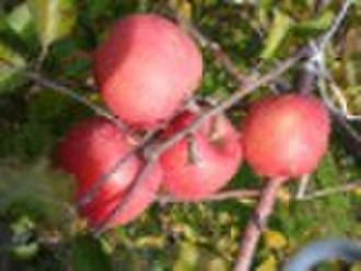 Red Fuji Apple
