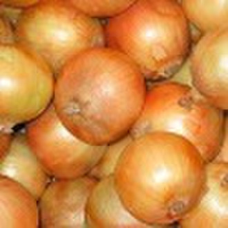 Yellow Onion