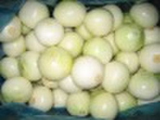 Fresh Peeled Onion