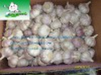 sell  2010 new crop garlic