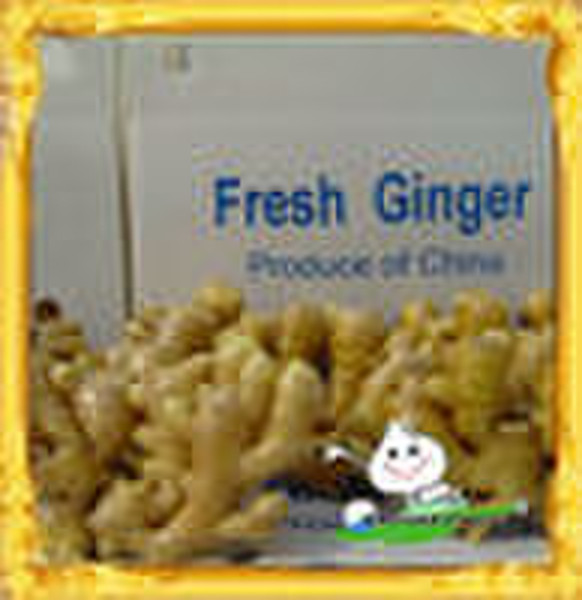 Sell Pomelo from Jining Brother