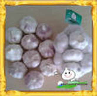 Sell 2010 Fresh Garlic