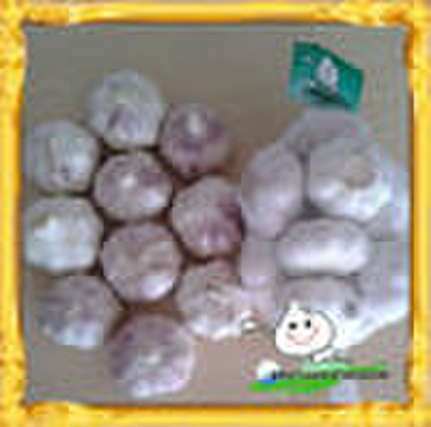Sell 2010 Fresh Garlic