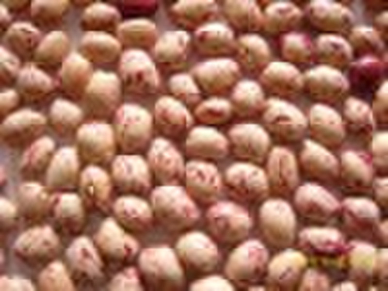 Light Speckled Kidney Beans, round Shape