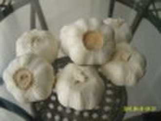 Fresh Chinese Garlic 2010 crop