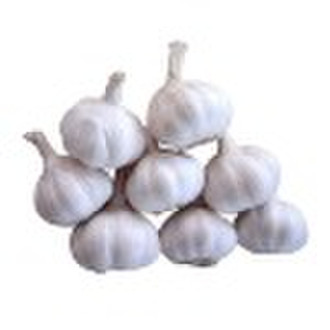 Fresh Chinese Garlic,2010 crop