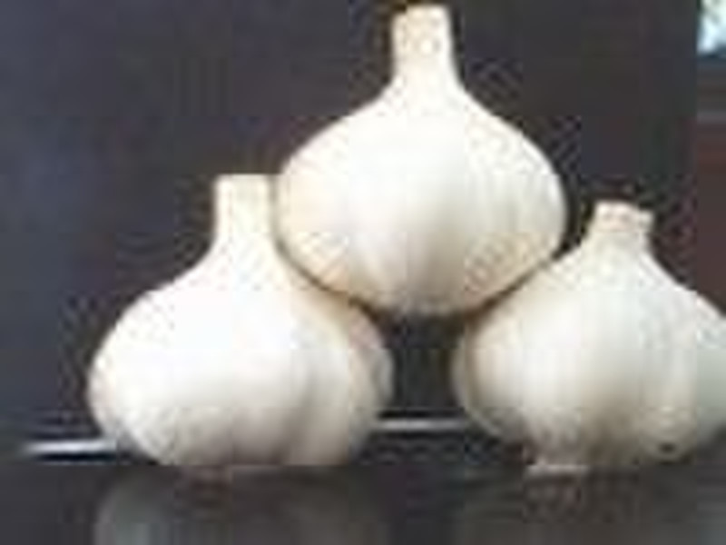 garlic