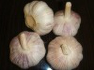 chinese fresh garlic