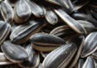 Sunflower seed, long type