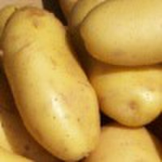 frische Kartoffel