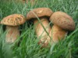 Boletus Edulis