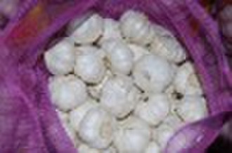 sell fresh garlic (2010 crop)