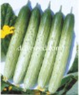 cucumber  seed