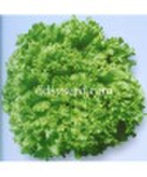 green lettuce seed