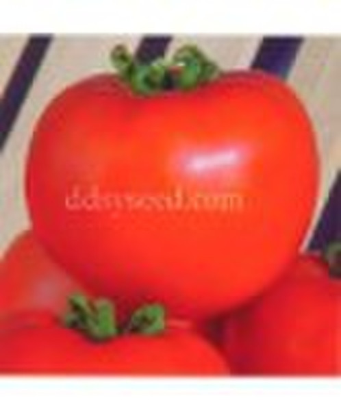 tomato seed