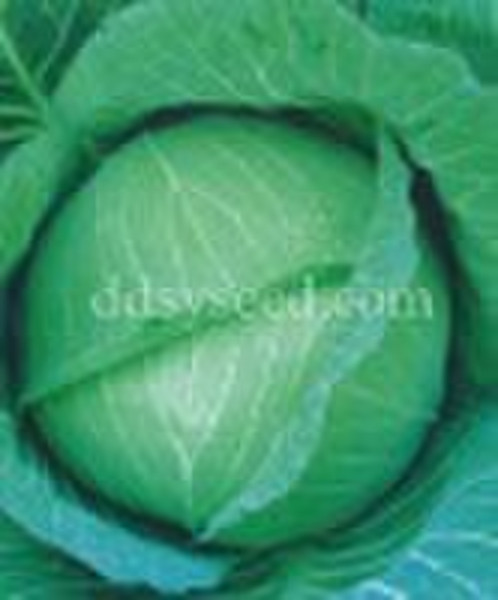 Sheng Gan cabbage seed