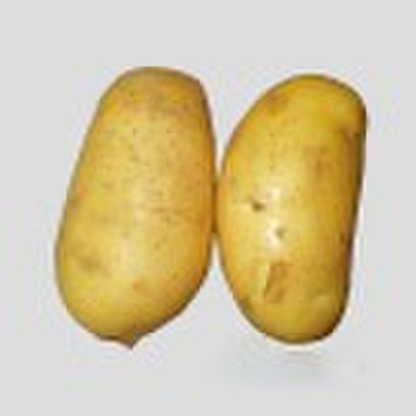 holland Potato