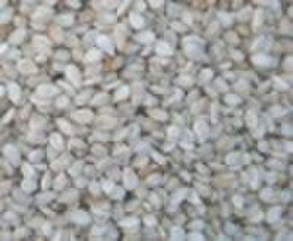 Ethiopia Humera whitish sesame seeds