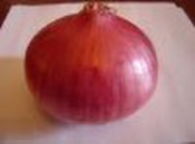fresh onion