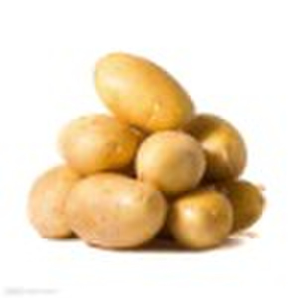 fresh potato