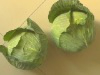 cabbage