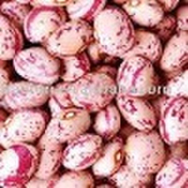 Organic Sparkled Kidney Beans