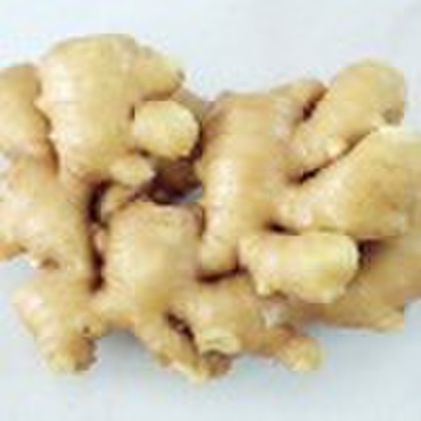 new crops fresh ginger