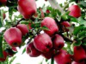 chinese huaniu apple