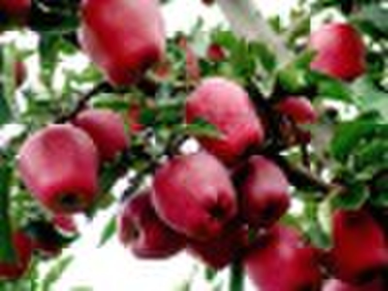 chinese huaniu apple