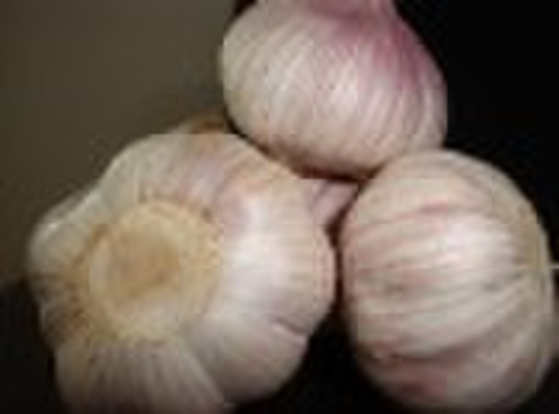 fresh red garlic