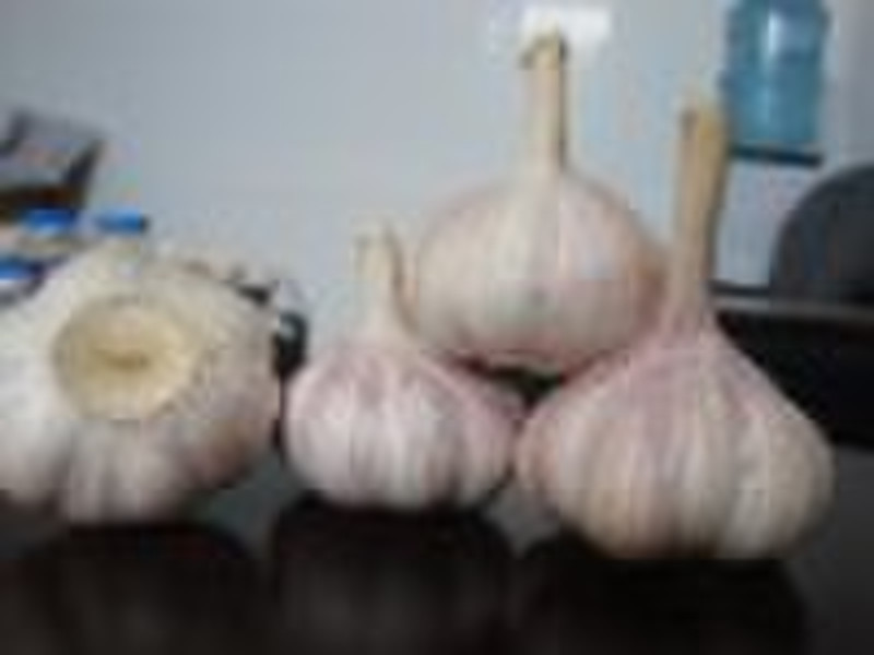 jinxiang fresh garlic