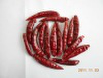 tianying  chilli