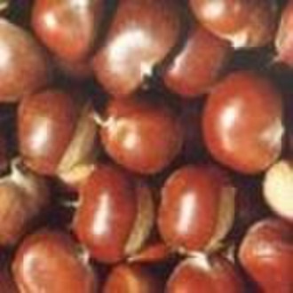 chestnut