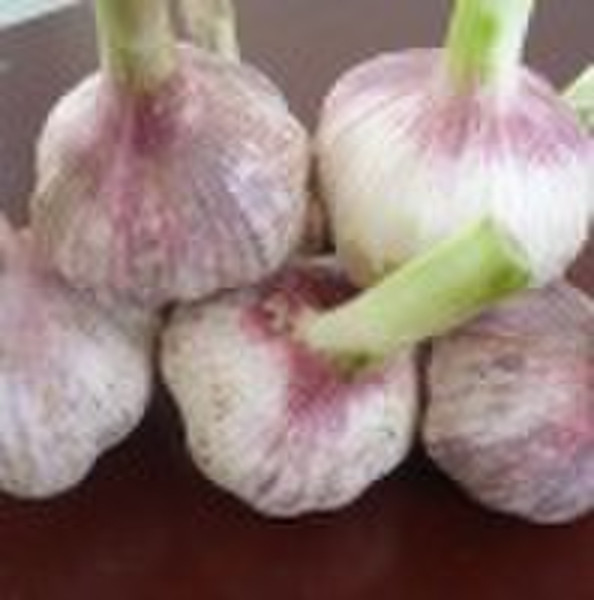 Fresh Garlic
