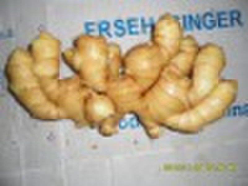 Frischer Ingwer (2010 Gemüse, fit EU-Länder)