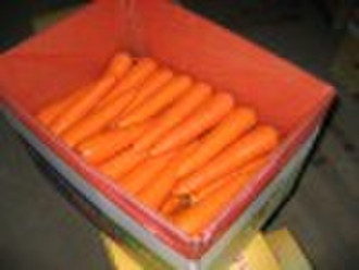 Frische Karotten, RED CARROT (Gemüse, china)