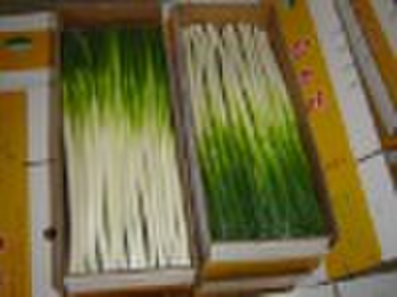 Свежий зеленый лук, зеленый китайский лук (Аньцю, Шаньдун