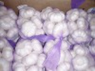 2010 crop fresh garlic