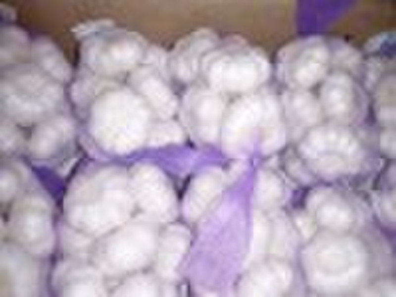 2010 crop fresh garlic