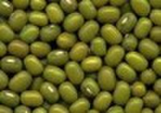 Mung bean