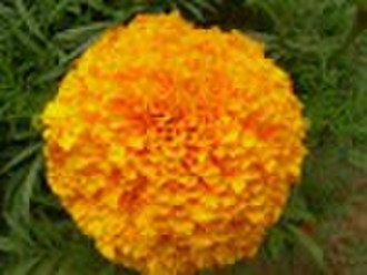 African Marigold seed Super Power Series