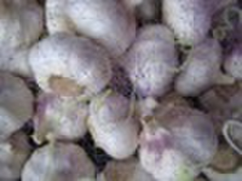 2010 new Chinese Fresh Garlic